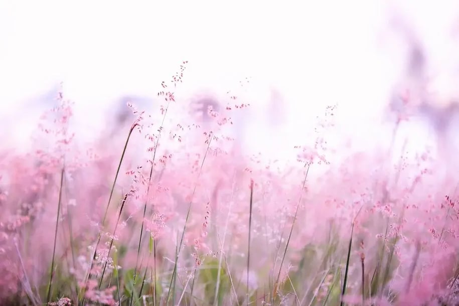 blur-color-depth-of-field-1128797